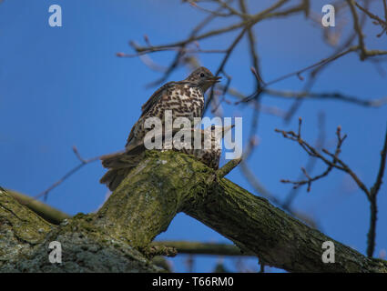 Song thrush Turdus philomelos, Paarung im Baum, in Holz, Lancashire, Großbritannien Stockfoto