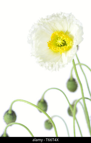 Island Mohn, Papaver nudicaule Stockfoto