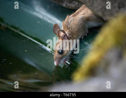 Holz MAUS APODEMUS SYLVATICUS, einen Drink im Garten Teich, Lancashire, Großbritannien Stockfoto