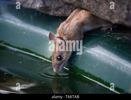 Holz MAUS APODEMUS SYLVATICUS, einen Drink im Garten Teich, Lancashire, Großbritannien Stockfoto