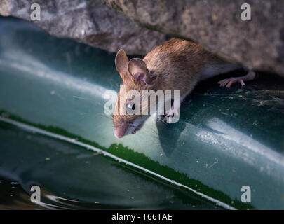 Holz MAUS APODEMUS SYLVATICUS, einen Drink im Garten Teich, Lancashire, Großbritannien Stockfoto