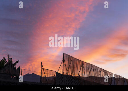 Roter Himmel am Morgen, Dämmerung über Zäune rund um eine Bananenplantage, um mit Mount Teide im Hintergrund, Teneriffa, Kanarische Inseln, Spanien Stockfoto