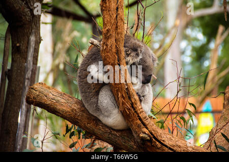 Koalabär Schlafen auf einem Eukalyptusbaum Stockfoto