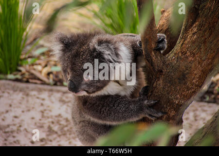 Neugierig Koalabär Klettern in einem Eukalyptusbaum; Neugierig125 Koala Bear Holding Auf Eukalyptusbaum Stockfoto