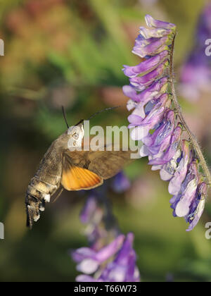 Hummingbird Tabakschwärmer, Macroglossum stellatarum, Deutschland Stockfoto