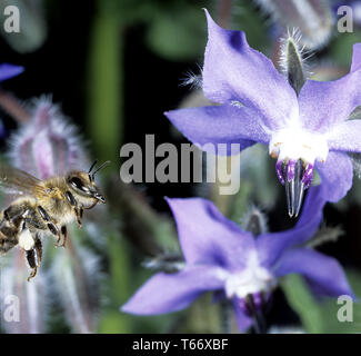 Borretsch, Stern Blume, Bienenbrot [Borago officinalis/Echium amoenum] Stockfoto