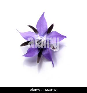 Borretsch, Stern Blume, Bienenbrot [Borago officinalis/Echium amoenum] Stockfoto