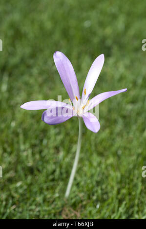 Herbst Crocus, Colchicum autumnale, Herbstzeitlose Stockfoto