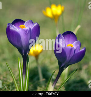 Krokus im Frühjahr Stockfoto