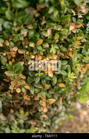 Box und Knollenfäule Buxus box Hecke Schaden beschädigt immergrüne