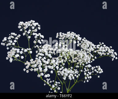 Die weißen Blüten von Schafgarbe (Achillea ptarmica)-Pearl, auf einem schwarzen Hintergrund. Beliebte Staude anspruchslose Pflanze für Blumenbeete ein Stockfoto