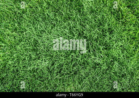 Draufsicht der Natur grün Hintergrund Stockfoto