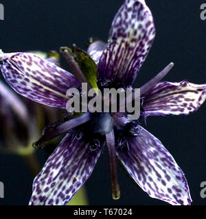 [Felwort Swertia Perennis] Stockfoto