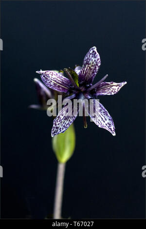 [Felwort Swertia Perennis] Stockfoto