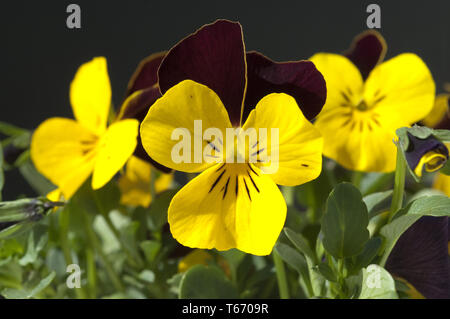 Stiefmütterchen, Viola tricolor Stockfoto