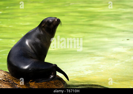 Northern Fell Dichtung (Callorhinus ursinus) Stockfoto