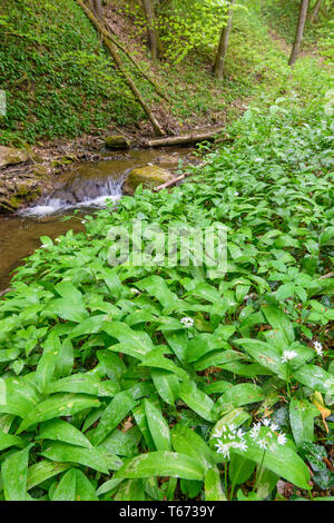 St. Andrä-Wördern: Bärlauch (Allium ursinum), Bärlauch, Creek, Tal Hagenbachklamm im Wienerwald, Wienerwald, Niederösterreich, Niederösterreich, Stockfoto