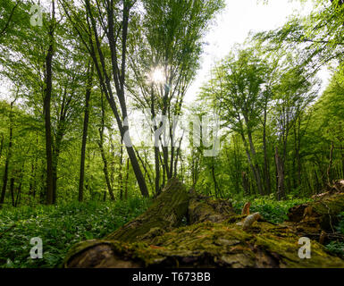 St. Andrä-Wördern: Bärlauch (Allium ursinum), Bärlauch, Bäume, Deadwood, Moos, Dschungel, Valley, Urwald, das Tal in der Hagenbachklamm Wienerwal Stockfoto