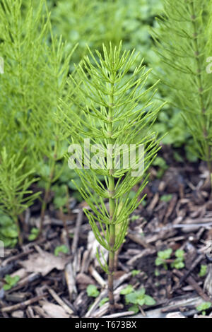 Gemeinsame Schachtelhalm oder Ackerschachtelhalm, Equisetum arvense Stockfoto