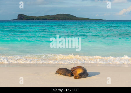 Zwei Galapagos Seelöwen (Zalophus wollebaeki) in ein Nickerchen auf der idyllischen Strand von Gardner Bay, Espanola Island, Galapagos, Ecuador. Stockfoto