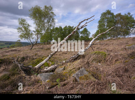 Gefallen Silver Birch tree auf Moorlandschaften umgeben von trockenen Adlerfarn, mit lebenden Bäumen im Hintergrund Stockfoto