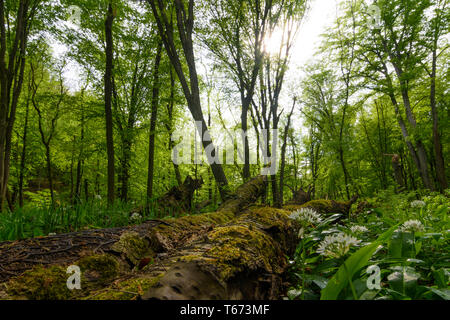 St. Andrä-Wördern: Bärlauch (Allium ursinum), Bärlauch, Bäume, Deadwood, Moos, Dschungel, Valley, Urwald, das Tal in der Hagenbachklamm Wienerwal Stockfoto