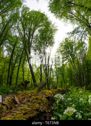 St. Andrä-Wördern: Bärlauch (Allium ursinum), Bärlauch, Bäume, Deadwood, Moos, Dschungel, Valley, Urwald, das Tal in der Hagenbachklamm Wienerwal Stockfoto