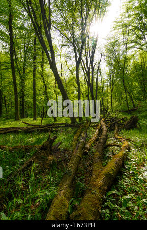 St. Andrä-Wördern: Bärlauch (Allium ursinum), Bärlauch, Bäume, Deadwood, Moos, Dschungel, Valley, Urwald, das Tal in der Hagenbachklamm Wienerwal Stockfoto