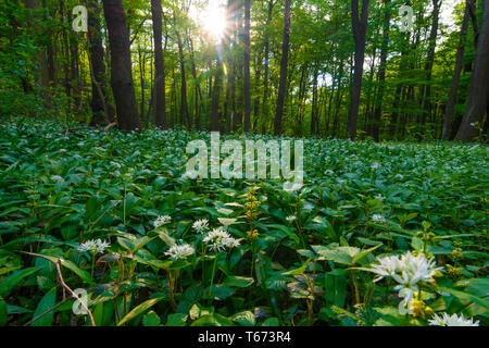 Mauerbach: Bärlauch (Allium ursinum), Bärlauch, Bäume im Wienerwald, Wienerwald, Niederösterreich, Lower Austria, Austria Stockfoto