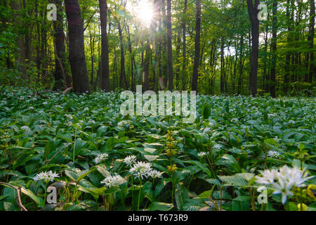 Mauerbach: Bärlauch (Allium ursinum), Bärlauch, Bäume im Wienerwald, Wienerwald, Niederösterreich, Lower Austria, Austria Stockfoto