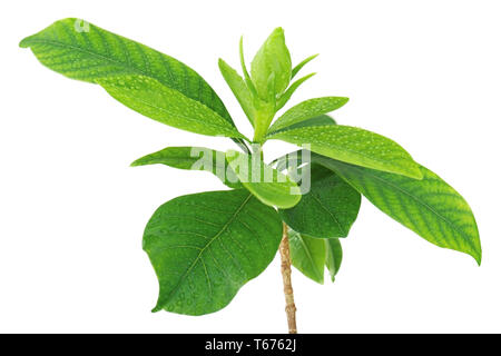 Gardenia Blume (Gardenia jasminoides) auf isolierte Stockfoto