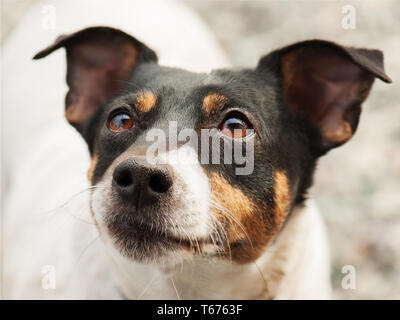 Jack Russell Terrier Stockfoto