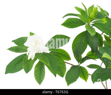 Gardenia Blume (Gardenia jasminoides) auf weißem Hintergrund. Stockfoto