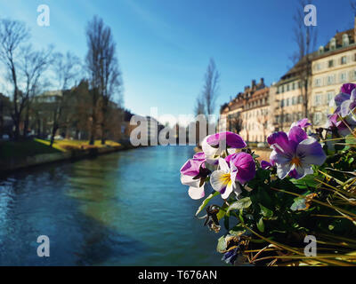 Nahaufnahme von schönen Blumen auf der Brücke in Straßburg, Frankreich. Stockfoto