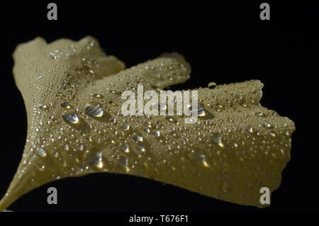 Ginkgo biloba Stockfoto