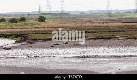 Dichtungen an greatham Creek, Hartlepool, England, Großbritannien sonnt Stockfoto