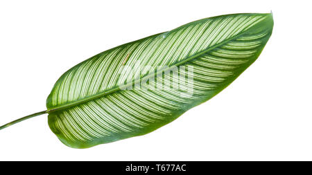 Exotische gestreiften Blätter Calathea Ornata Albolineata Stockfoto