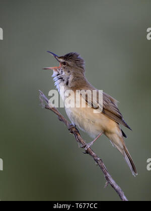 Great reed Warbler/Reed-grasmücke, Acrocephalus arundinaceus Stockfoto