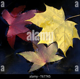 Herbst Blätter Sammlung Stockfoto