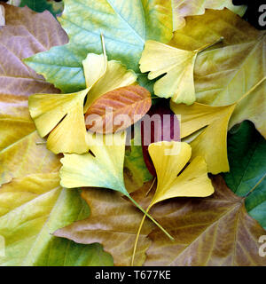 Herbst Blätter Sammlung Stockfoto