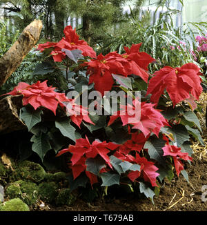 , Euphorbia pulcherrima Poinsettia Anlage Stockfoto