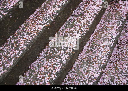 Kirschblüten auf Schritte in Matsuyama Japan Stockfoto