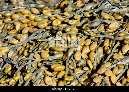 Ei oder verknotet Rack (Ascophyllum nodosum) am Ufer der Flotation blasen und gelblich Gefäße oder reproduktiven Strukturen ausgesetzt. Stockfoto