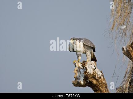 Peregrine falcon Stockfoto