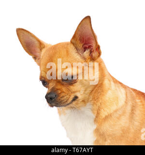 Chihuahua Hund auf weißem Hintergrund. Stockfoto