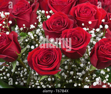 Blumenstrauß aus roten Rosen. Stockfoto