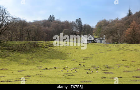 Grasmere Cumbria Lake District in Großbritannien Stockfoto