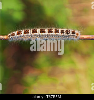 Grosse schöne Wald Caterpillar auf Zweig. Stockfoto