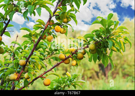 Gelbe Pflaume mit Früchten wachsen im Garten. Stockfoto