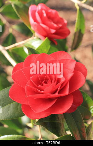 Camellia williamsii x 'Les Jury'. Crimson, gefüllte Blüten von Camellia 'Les Jury' im Frühjahr, UK. Hauptversammlung Stockfoto